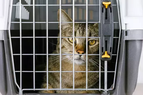 「高齢で病気になり、これ以上飼えない」悲しい手紙とともにペットショップ前に捨てられた猫　　中国