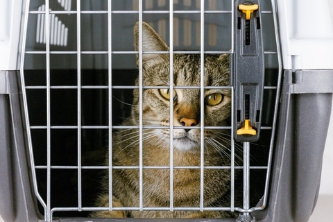 「高齢で病気になり、これ以上飼えない」悲しい手紙とともにペットショップ前に捨てられた猫　　中国