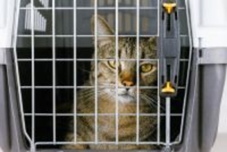 「高齢で病気になり、これ以上飼えない」悲しい手紙とともにペットショップ前に捨てられた猫　　中国