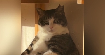 遠くを見つめながら座っていた猫…とてつもなくカッコいい『貫禄のある姿』が51万再生「すべてを悟っているようなｗ」「親方感が半端ないｗ」