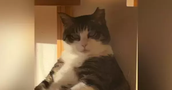 遠くを見つめながら座っていた猫…とてつもなくカッコいい『貫禄のある姿』が51万再生「すべてを悟っているようなｗ」「親方感が半端ないｗ」