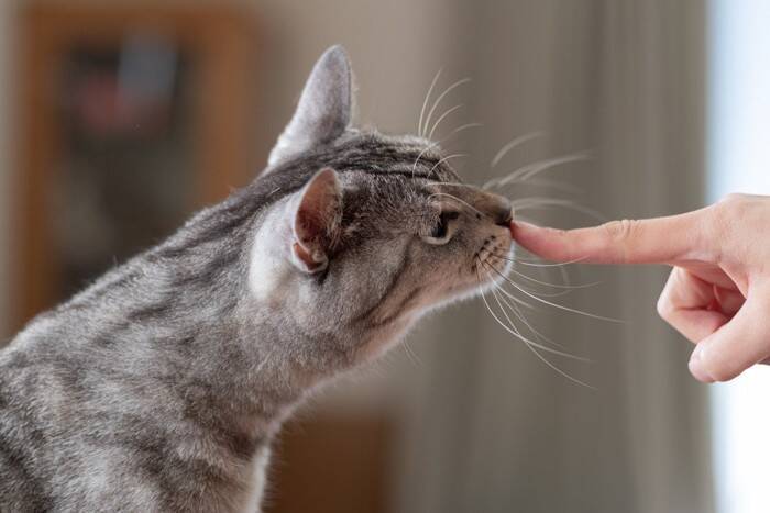 猫が『離れたくない』と思う人に共通する特徴5選　どんな人が選ばれるの？接し方のコツまで