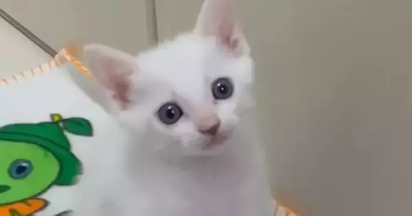 ごはんが食べたい子猫→ママの足元で…キュンとくる『可愛すぎるアピール』が37万再生「天使だね」「何度見ても可愛い」と癒される人が続出