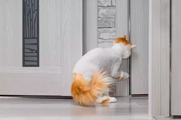猫が『ドアの下』から手を入れたがる3つの理由　どんな目的があるの？対応のコツもご紹介