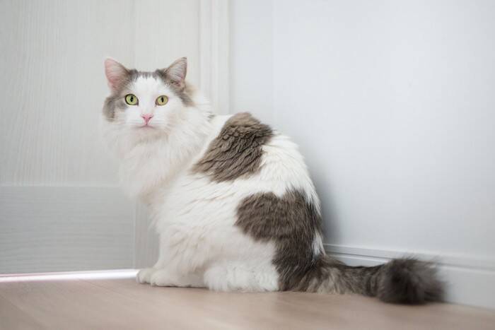 猫が『ドアの下』から手を入れたがる3つの理由　どんな目的があるの？対応のコツもご紹介