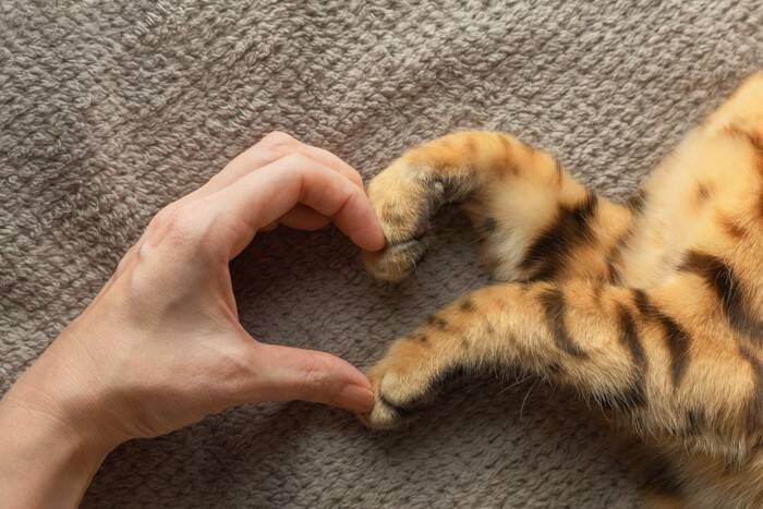 猫が『ドアの下』から手を入れたがる3つの理由　どんな目的があるの？対応のコツもご紹介