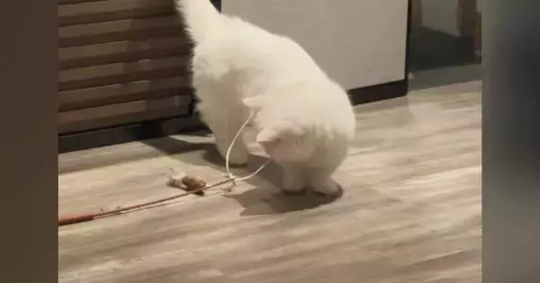 おもちゃを使って1匹で遊んでいた猫…完全に予想外な『笑ってしまう展開』に「一体化可愛すぎｗ」「めっちゃ落ち着いてるｗ」と反響