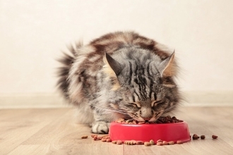 猫の健康を損ねてしまう『食器にまつわる4つのタブー』最悪食べなくなってしまうことも？