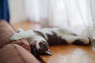 猫が飼い主に『叶えてほしい』と願うこと3選　愛猫の幸せを実現するための方法も