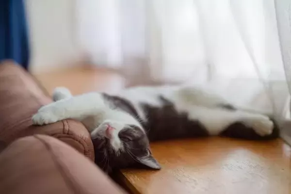 猫が飼い主に『叶えてほしい』と願うこと3選　愛猫の幸せを実現するための方法も