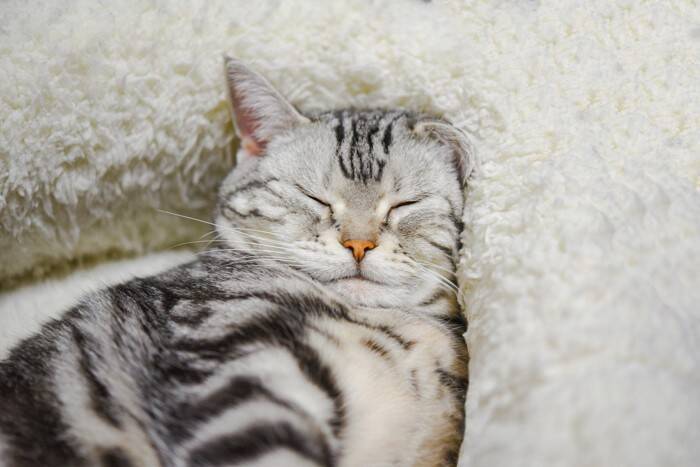 猫が飼い主に『叶えてほしい』と願うこと3選　愛猫の幸せを実現するための方法も