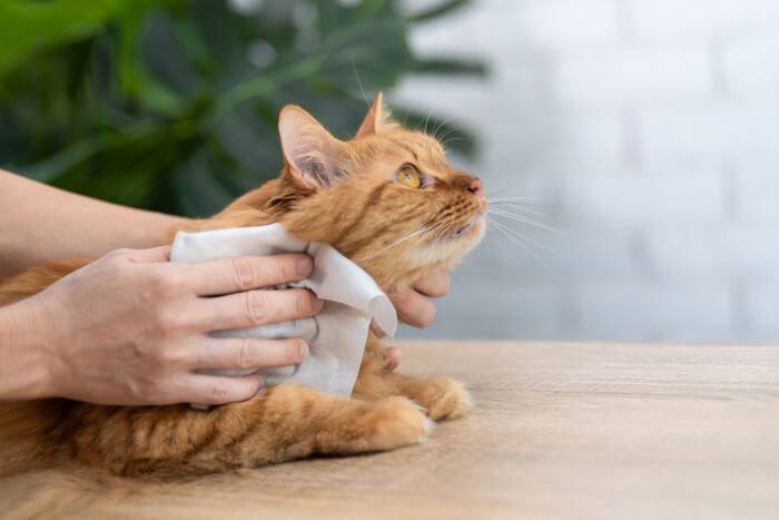 猫から『異臭』がするときに考えられる原因4つ　異常があるサイン？取るべき対処法も解説