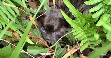 台風直後、『散歩中の犬が見つけた』小さな子猫を家族に迎えた結果…涙あふれる『成長記録』が68万再生「感動した」「本当にありがとう」