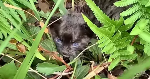 台風直後、『散歩中の犬が見つけた』小さな子猫を家族に迎えた結果…涙あふれる『成長記録』が68万再生「感動した」「本当にありがとう」