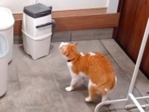 お留守番中のネコを隠し撮り→寂しくなってしまい、思わず…いじらしすぎる『健気な行動』に「愛おしくてたまらん」「明らかに探してる」の声