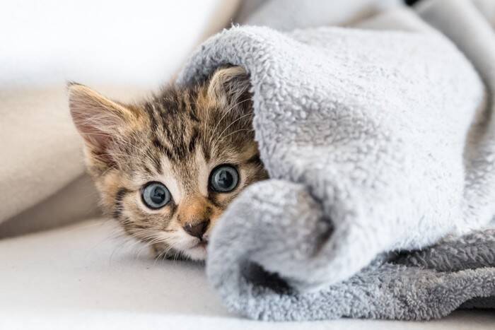 猫に『赤ちゃん言葉』で喋りかけるメリット4つ　効果的な理由や話し方のポイントもご紹介