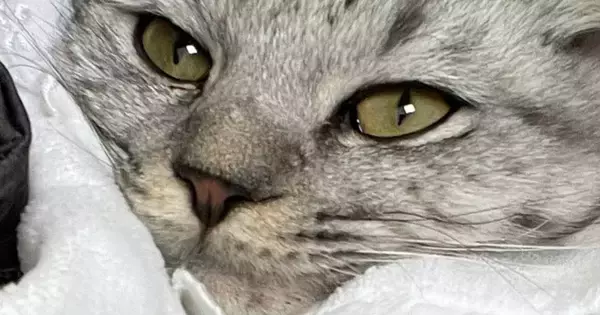 おくるみで猫を包んでみた結果…赤ちゃんのような『可愛すぎる光景』に癒されると３万いいね「満更でもなさそう」「なんか、牡蠣っぽいｗ」