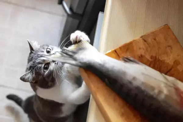 猫に与えてしまいやすい『人間の食べ物』5つ　安易に食べさせるのはNG？飼い主が心がけるべき注意点