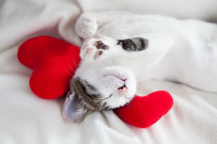 猫に与えてしまいやすい『人間の食べ物』5つ　安易に食べさせるのはNG？飼い主が心がけるべき注意点
