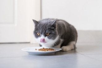 愛猫を長生きさせる『キャットフードの選び方』4つ　健康を維持するために確認すべきポイント