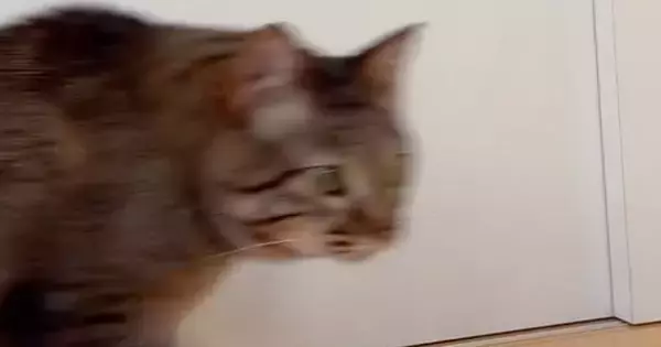 保護猫を家に迎えて21日目→近づいてきたと思ったら、次の瞬間…『まさかの行動』に1万いいね「笑ってしまったｗ」「歩き方がｗ」