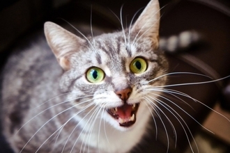 猫が『痩せていく』ときに疑われる原因3つ　キチンと食べているのになぜ？取るべき対処法まで解説