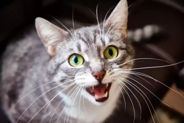 猫が『痩せていく』ときに疑われる原因3つ　キチンと食べているのになぜ？取るべき対処法まで解説