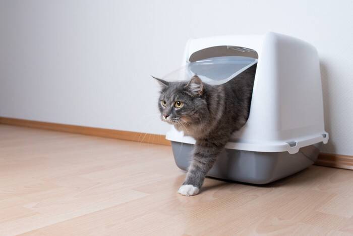 猫が『痩せていく』ときに疑われる原因3つ　キチンと食べているのになぜ？取るべき対処法まで解説
