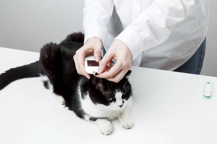 猫が『痩せていく』ときに疑われる原因3つ　キチンと食べているのになぜ？取るべき対処法まで解説