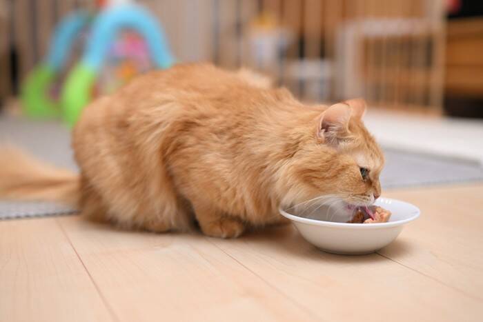 猫が『痩せていく』ときに疑われる原因3つ　キチンと食べているのになぜ？取るべき対処法まで解説