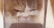 机の上に置かれた『冷たいピッチャー』に近づいてきた猫…まさかの行動に「可愛いことになってるｗ」「気持ちいいんだねぇｗ」と10万再生