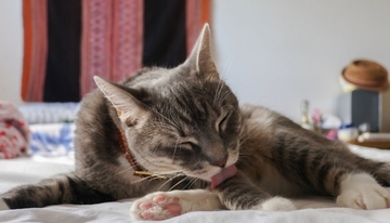 猫が『なでられた場所を舐める』ときの理由4つ　触られたくなかったの？行動に隠された意味を解説