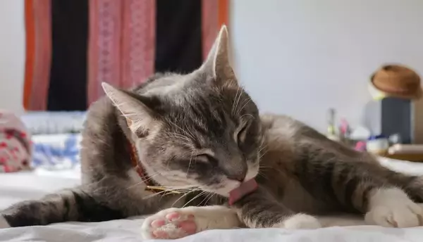 猫が『なでられた場所を舐める』ときの理由4つ　触られたくなかったの？行動に隠された意味を解説