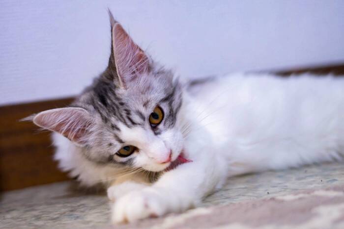 猫が『なでられた場所を舐める』ときの理由4つ　触られたくなかったの？行動に隠された意味を解説