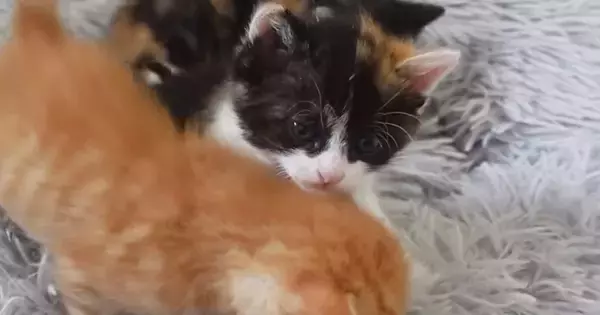 クッションの上にいる『4匹の子猫』→少しずつ体を寄せ合っていくと…可愛すぎる光景に「たまらない景色」「幸せな気持ちになった」の声