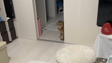 猫と『だるまさんがころんだ』で遊んでみたら…思わず笑ってしまう『可愛い動き』に反響続々「ちゃんと成立してるｗ」「鼻息がかわいいｗ」