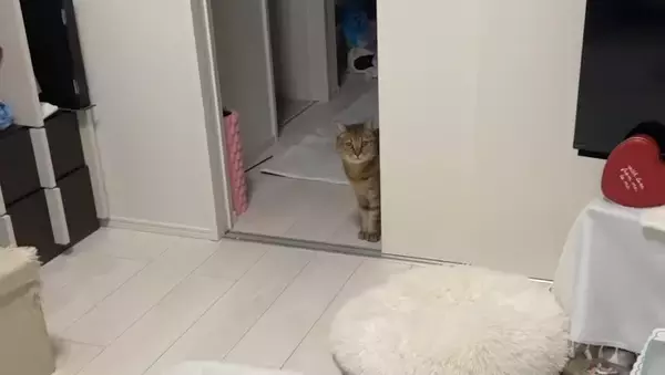 猫と『だるまさんがころんだ』で遊んでみたら…思わず笑ってしまう『可愛い動き』に反響続々「ちゃんと成立してるｗ」「鼻息がかわいいｗ」