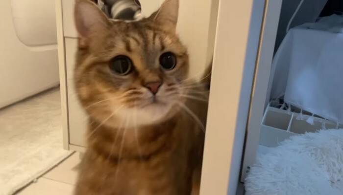 猫と『だるまさんがころんだ』で遊んでみたら…思わず笑ってしまう『可愛い動き』に反響続々「ちゃんと成立してるｗ」「鼻息がかわいいｗ」