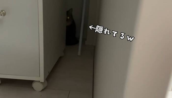 猫と『だるまさんがころんだ』で遊んでみたら…思わず笑ってしまう『可愛い動き』に反響続々「ちゃんと成立してるｗ」「鼻息がかわいいｗ」