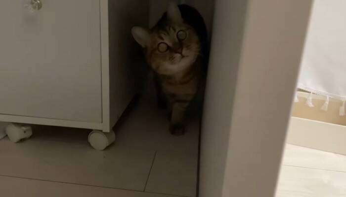 猫と『だるまさんがころんだ』で遊んでみたら…思わず笑ってしまう『可愛い動き』に反響続々「ちゃんと成立してるｗ」「鼻息がかわいいｗ」