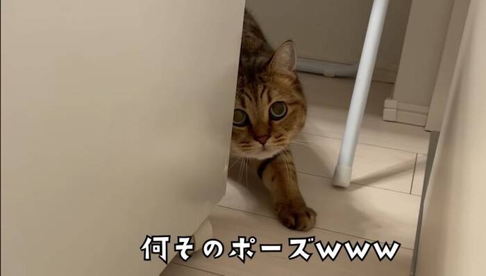 猫と『だるまさんがころんだ』で遊んでみたら…思わず笑ってしまう『可愛い動き』に反響続々「ちゃんと成立してるｗ」「鼻息がかわいいｗ」