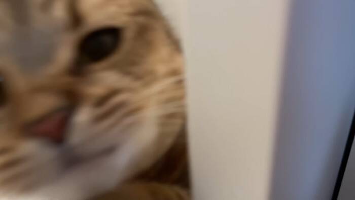 猫と『だるまさんがころんだ』で遊んでみたら…思わず笑ってしまう『可愛い動き』に反響続々「ちゃんと成立してるｗ」「鼻息がかわいいｗ」