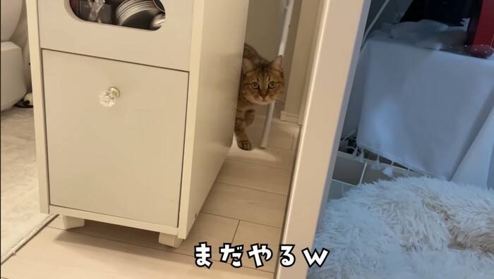 猫と『だるまさんがころんだ』で遊んでみたら…思わず笑ってしまう『可愛い動き』に反響続々「ちゃんと成立してるｗ」「鼻息がかわいいｗ」