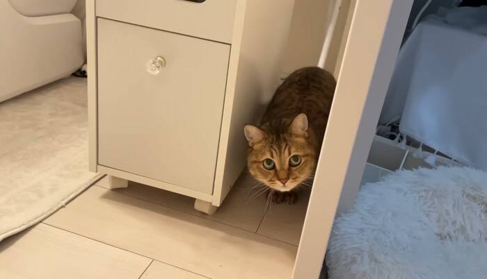 猫と『だるまさんがころんだ』で遊んでみたら…思わず笑ってしまう『可愛い動き』に反響続々「ちゃんと成立してるｗ」「鼻息がかわいいｗ」