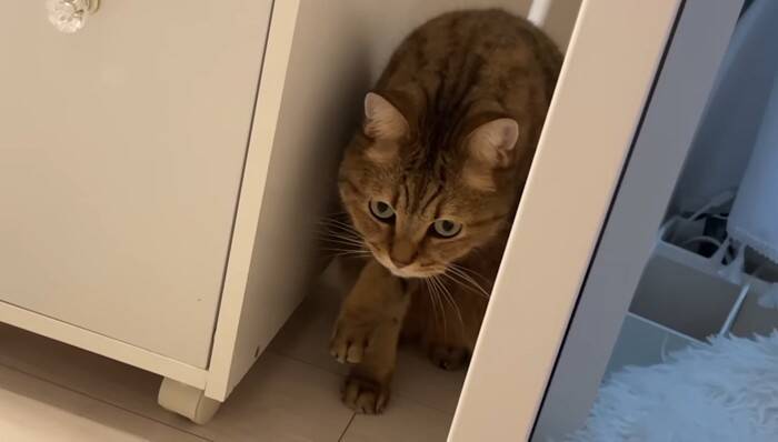 猫と『だるまさんがころんだ』で遊んでみたら…思わず笑ってしまう『可愛い動き』に反響続々「ちゃんと成立してるｗ」「鼻息がかわいいｗ」