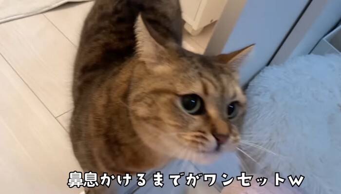 猫と『だるまさんがころんだ』で遊んでみたら…思わず笑ってしまう『可愛い動き』に反響続々「ちゃんと成立してるｗ」「鼻息がかわいいｗ」