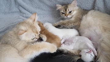 赤ちゃん猫たちが眠るまで優しく見守っていた猫が…かわいさあふれる『まさかの瞬間』に癒される人続出「いいお母さんになりそう」「みんな可愛い」