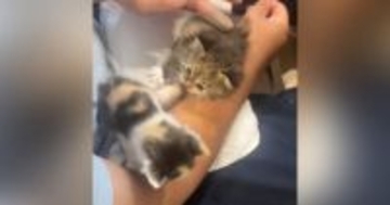2匹の子猫を保護→1匹は里親に出す予定だったけど…子猫の行動と保護主の『決断』に涙が出ると98万再生「本当によかったね」「素敵」