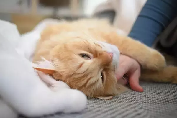 猫は『同居猫の死』を理解できているの？仲間を失うことで起こる3つの変化や適切なケア方法