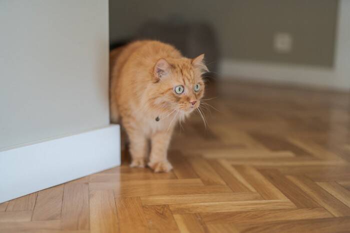 猫は『同居猫の死』を理解できているの？仲間を失うことで起こる3つの変化や適切なケア方法